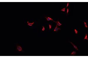 ABIN6269303 staining HeLa cells by IF/ICC. (FOXO4 antibody  (C-Term))