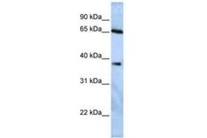 Image no. 1 for anti-Ubiquitin Specific Peptidase 3 (USP3) (AA 180-229) antibody (ABIN6740347)
