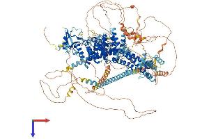 AlphaFold protein structure predicition of Human Recombinant FHOD3 Protein, UniprotID Q2V2M9 (FHOD3 Protein (AA 1-1422) (His tag))