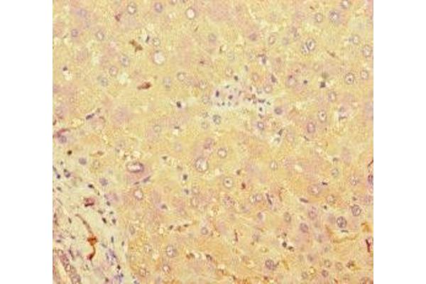 TAS2R38 antibody  (AA 212-251)