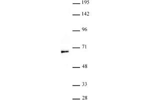 MOF / MYST1 antibody (pAb) tested by Western blot.