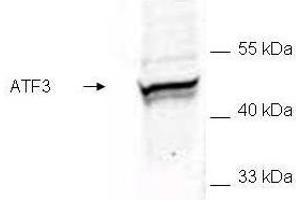 Western blot of E. (ATF3 antibody  (AA 113-130))