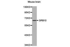 Western Blotting (WB) image for anti-Growth Factor Receptor-Bound Protein 10 (GRB10) antibody (ABIN2650918) (GRB10 antibody)