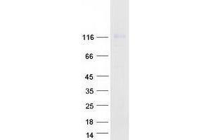 Validation with Western Blot (Exportin 6 Protein (XPO6) (Myc-DYKDDDDK Tag))