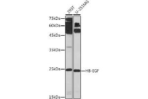 Western blot analysis of extracts of various cell lines, using HB-EGF Rabbit pAb (ABIN7267617) at 1:1000 dilution. (HBEGF antibody  (AA 20-160))