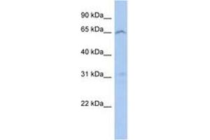 Image no. 1 for anti-Mitochondrial Calcium Uptake Family, Member 3 (MICU3) (AA 71-120) antibody (ABIN6743890)