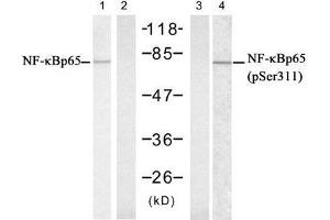 Western blot analysis of extract from Hela cells untreated or treated with IFN, using NFκB-p65 (Ab-311) antibody (E021252, Lane 1 and 2) and NFκB-p65 (phospho-Ser311) antibody (E011260, Lane 3 and 4). (NF-kB p65 antibody  (pSer311))