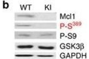 Western Blotting (WB) image for anti-Induced Myeloid Leukemia Cell Differentiation Protein Mcl-1 (MCL1) (Internal Region) antibody (ABIN6657786)