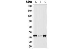 Western blot analysis of p38 expression in HeLa (A), Raw264. (MAPK14 antibody  (Center))