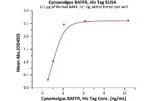 Immobilized Human BAFF, Fc Tag, active trimer (ABIN6972950) at 1 μg/mL (100 μL/well) can bind Cynomolgus BAFFR, His Tag (ABIN6972951) with a linear range of 0. (TNFRSF13C Protein (AA 7-76) (His tag))