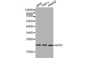 Western blot analysis of extracts of various cell lines, using GPX1 antibody. (Glutathione Peroxidase 1 antibody  (AA 50-203))