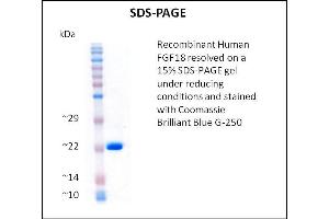 FGF18 Protein