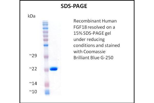 FGF18 Protein