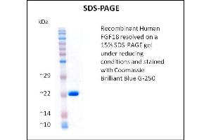 SDS-PAGE (SDS) image for Fibroblast Growth Factor 18 (FGF18) (Active) protein (ABIN5509477)