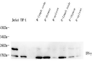 Western Blot analysis of various samples using IFNG Polyclonal Antibody at dilution of 1:400. (Interferon gamma antibody)