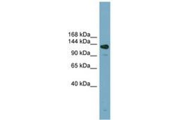 ASXL2 antibody  (AA 575-624)