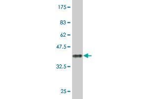 Western Blot detection against Immunogen (35. (GADD45A antibody  (AA 76-165))