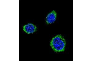Confocal immunofluorescent analysis of GAD2 Antibody (Center) (ABIN655070 and ABIN2844700) with 293 cell followed by Alexa Fluor® 488-conjugated goat anti-rabbit lgG (green).