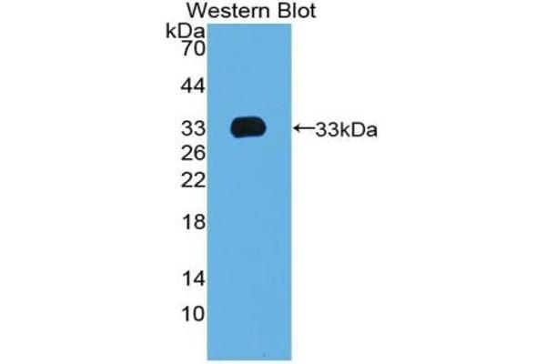 TBX4 抗体  (AA 284-545)