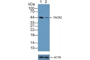 Western Blotting (WB) image for anti-Tachykinin Receptor 2 (TACR2) (AA 92-290) antibody (ABIN7432214)