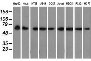 Western blot analysis of extracts (35 µg) from 9 different cell lines by using anti-PEX5 monoclonal antibody.