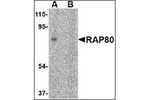 Western blot analysis of RAP80 in 293 cell lysate in (A) the absence and (B) presence of blocking peptide with this product at 2 μg/ml.