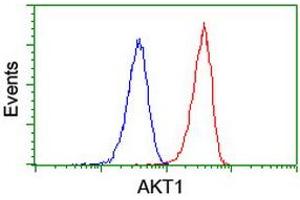 Image no. 2 for anti-V-Akt Murine Thymoma Viral Oncogene Homolog 1 (AKT1) antibody (ABIN1496558) (AKT1 antibody)