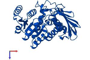 DHDH Protein (AA 1-334) (His tag)