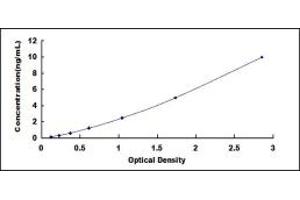 TGM1 ELISA Kit