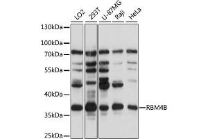 Western blot analysis of extracts of various cell lines, using RBM4B antibody (ABIN7270087) at 1:1000 dilution. (RBM4B antibody  (AA 140-359))