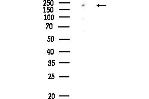 anti-Eukaryotic Translation Initiation Factor 4 Gamma, 1 (EIF4G1) (pSer1147) antibody