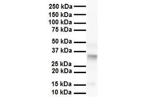 WB Suggested Anti-Pard6b antibody Titration: 1 ug/mL Sample Type: Human liver (PARD6B antibody  (N-Term))