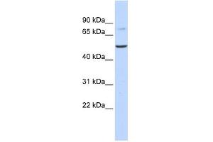 BAAT antibody used at 1 ug/ml to detect target protein.