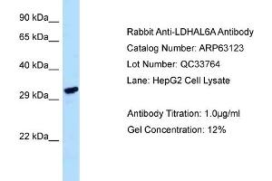 Western Blotting (WB) image for anti-Lactate Dehydrogenase A-Like 6A (LDHAL6A) (C-Term) antibody (ABIN2789382)