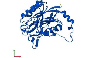 Protein Structure (PS) image for Nitrilase Family, Member 2 (NIT2) (AA 1-276) protein (His tag) (ABIN7561522)