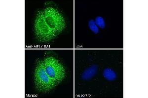 ABIN190906 Immunofluorescence analysis of paraformaldehyde fixed Caco-2 cells, permeabilized with 0.