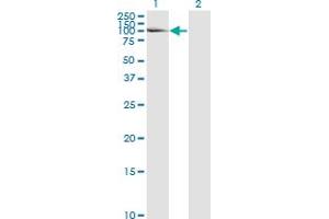 Western Blot analysis of LAMA5 expression in transfected 293T cell line by LAMA5 monoclonal antibody (M01), clone 2F7. (Laminin alpha 5 antibody  (AA 1-100))