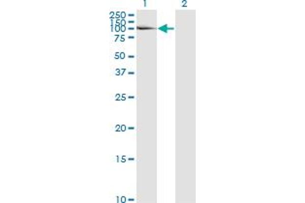 Laminin alpha 5 antibody  (AA 1-100)
