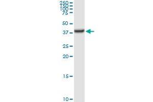 TALDO1 MaxPab rabbit polyclonal antibody. (TALDO1 antibody  (AA 1-337))