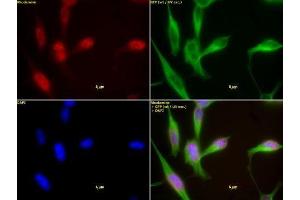 HDAC1 antibody (mAb) (Clone 10E2) tested by immunofluorescence. (HDAC1 antibody  (AA 467-482))