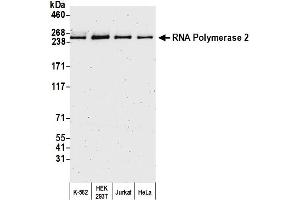 Western Blotting (WB) image for anti-RNA Polymerase II (C-Term) antibody (ABIN7450663) (RNA Polymerase II antibody  (C-Term))