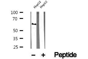 Western blot analysis of extracts of HepG2 cells, using TRIM9 antibody.