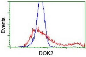 HEK293T cells transfected with either RC207621 overexpress plasmid (Red) or empty vector control plasmid (Blue) were immunostained by anti-DOK2 antibody (ABIN2454889), and then analyzed by flow cytometry. (DOK2 antibody)