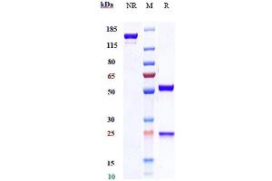 Anti-IL-33 Reference Antibody (etokimab) on SDS-PAGE under reducing (R) condition. (Recombinant IL33 (Etokimab Biosimilar) antibody)