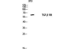 Western Blot (WB) analysis of 3T3 lysis using TGFbeta RII antibody. (TGFBR2 antibody  (Tyr159))