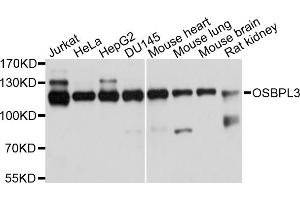 Western blot analysis of extracts of various cell lines, using OSBPL3 antibody (ABIN5972635) at 1/1000 dilution. (OSBPL3 antibody)