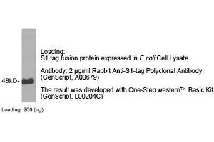 Image no. 1 for anti-S1-Tag antibody (ABIN1573920) (S1-Tag antibody)