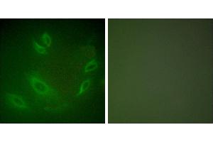 Peptide - +Immunofluorescence analysis of HeLa cells, using HSP105 antibody (#C0231). (HSPH1 antibody)