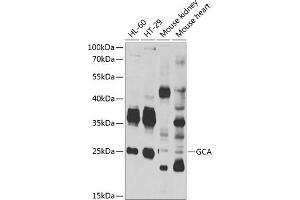Western blot analysis of extracts of various cell lines, using GCA antibody (ABIN6131692, ABIN6141005, ABIN6141006 and ABIN6222887) at 1:1000 dilution.