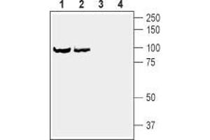 Western blot analysis of rat brain synaptosomal fraction (lanes 1 and 3) and mouse brain synaptosomal fraction (lanes 2 and 4): - 1,2. (Dopamine Receptor d1 antibody  (C-Term, Intracellular))
